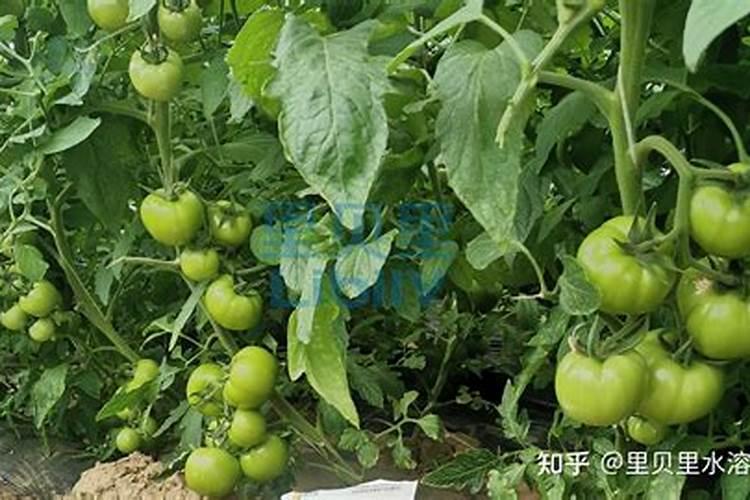 蔬菜结果后施什么肥
