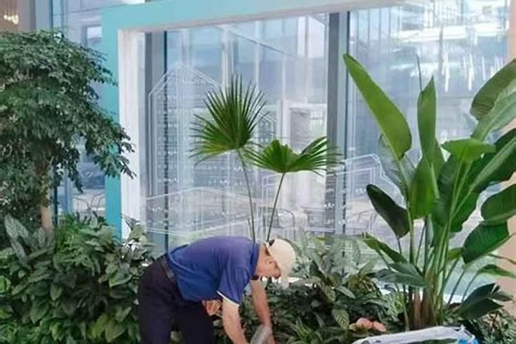 ...树叶子喷是叶子发亮(揭秘发财树叶子喷亮技巧,轻松打造家居绿植...