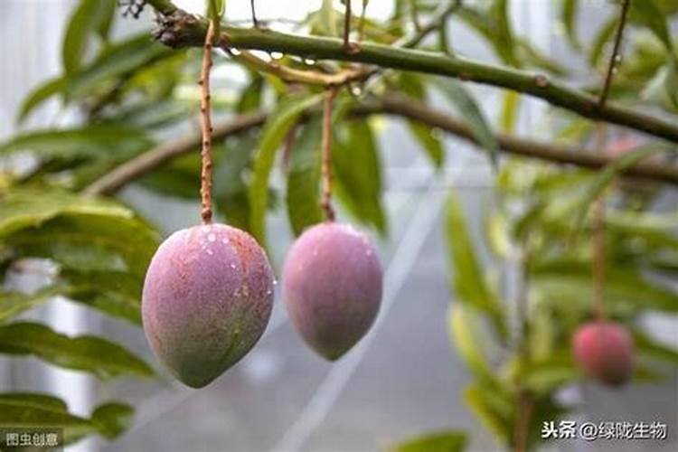 果树补钙用什么钙肥好 什么时候使用效果好