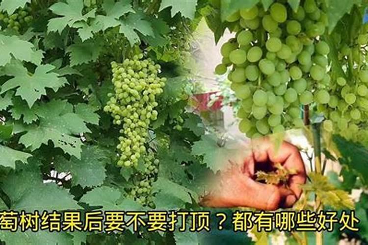 种植葡萄什么时候施肥合适 葡萄种植什么时候施肥合适