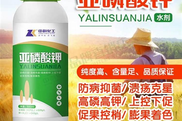 栽植杨树有哪些技术要求