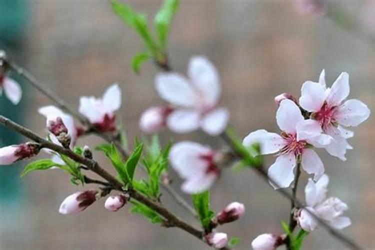 桃树浇什么肥料能增产增甜？种植桃树防病增产施肥管理如何做