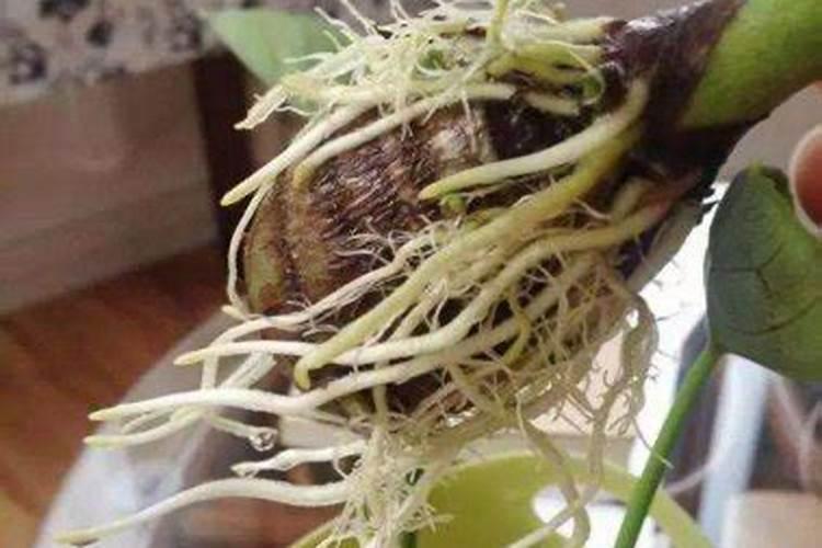 金心吊兰可以用鸡蛋壳做肥料吗