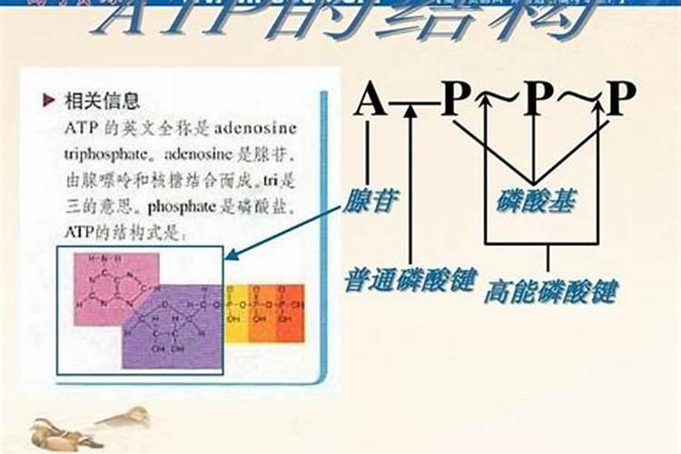 蓝藻的危害？怎样治理蓝藻？