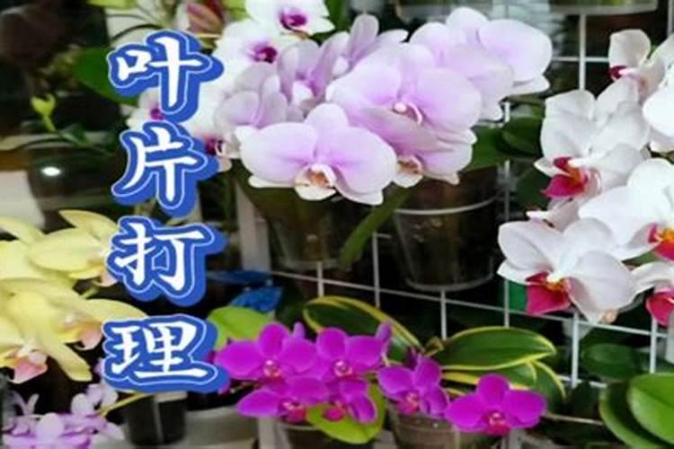 氯酸钾与磷反应