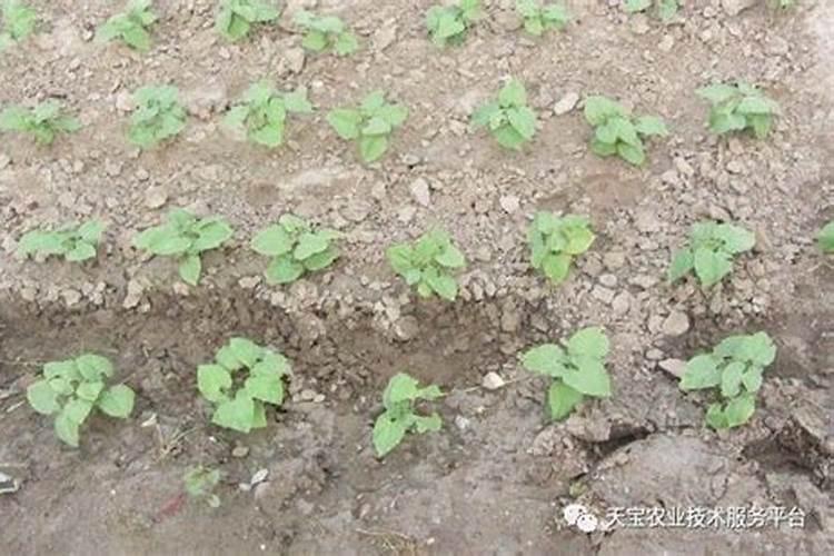 豆角叶面喷什么好？用什么肥料好？豆角什么时候喷昆仑风叶面肥好？