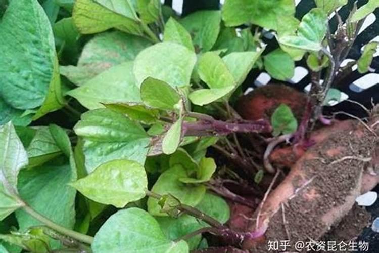 红薯施肥注意事项是什么
