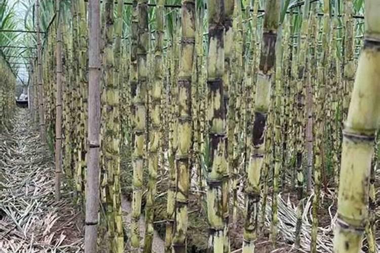 火棘的常见病虫害及其防治,白粉病需剪枯叶喷洒药剂