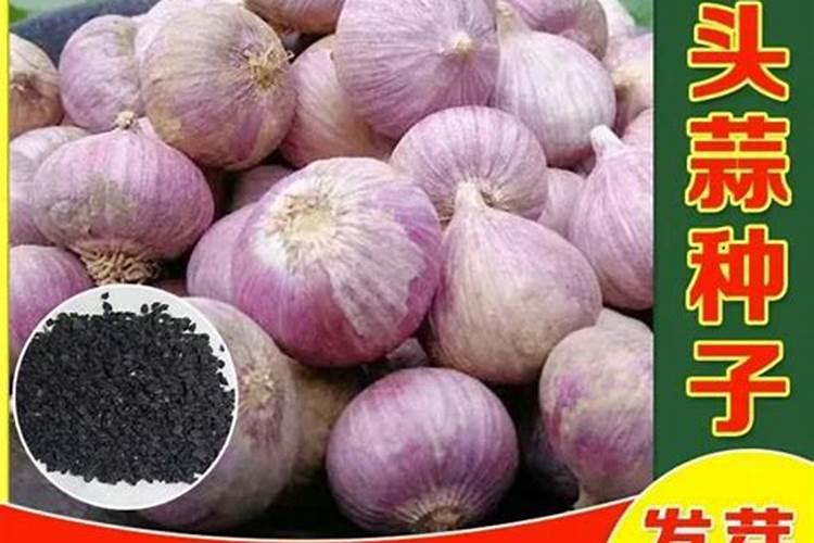 在农村当中,独头蒜是如何培育出来的？用了什么方法？