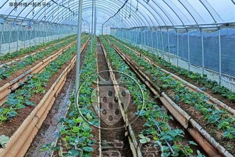 草莓怎么施肥和浇水 草莓施肥和浇水的方法
