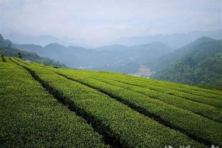 茶园如何使用磷肥？