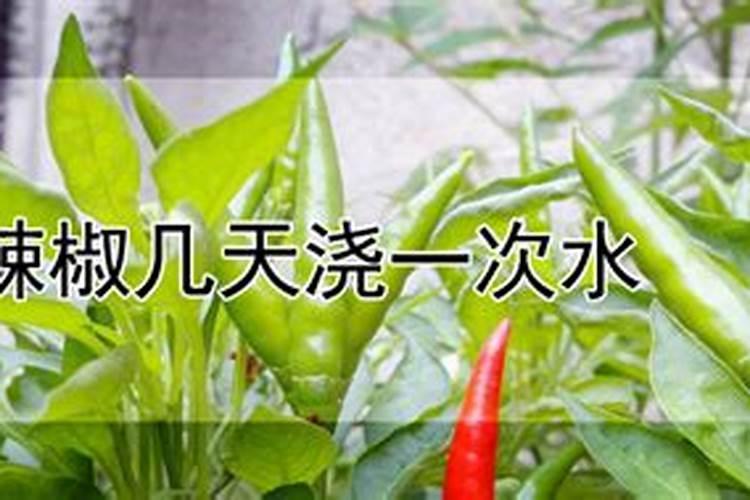 辣椒喷什么叶面肥结果多,多久喷一次