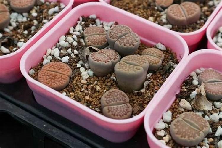 米兰花的开花期施肥