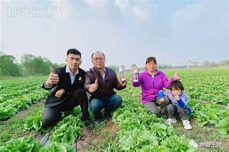 葡萄休眠期能打叶面肥吗