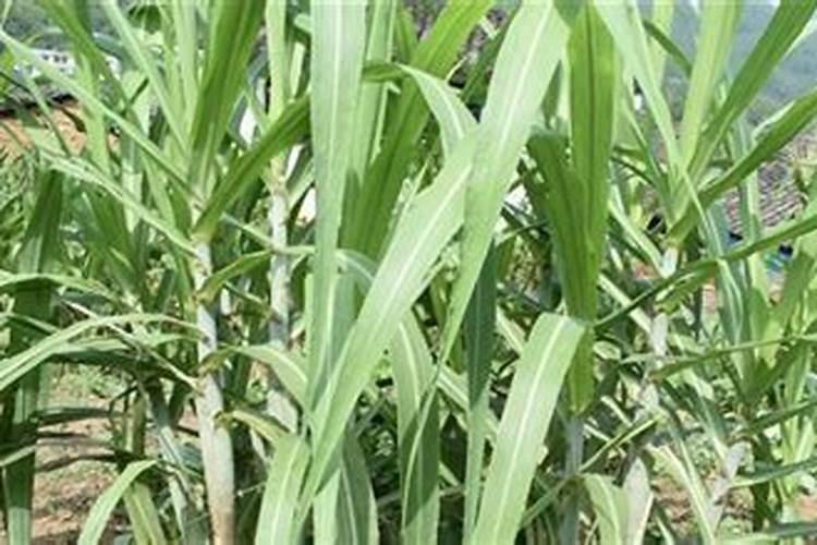 植物生长需要无机盐.要使甘蔗高产,应该多施含的无机盐