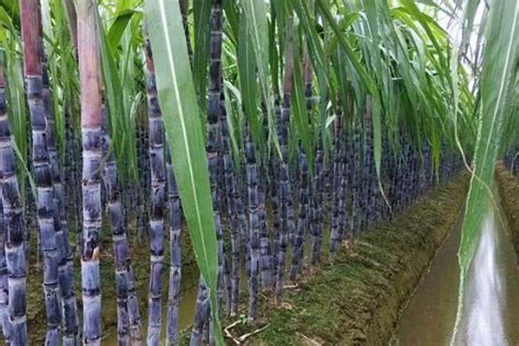 甘蔗发芽后施什么肥料