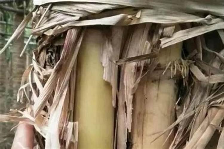 种植甘蔗用什么肥料最好