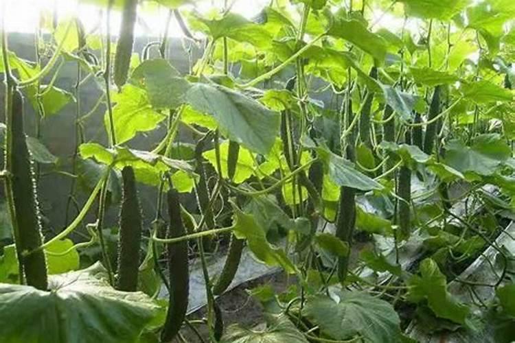 用普通复合肥混水喷施叶面能不能达到叶面追肥的效果？