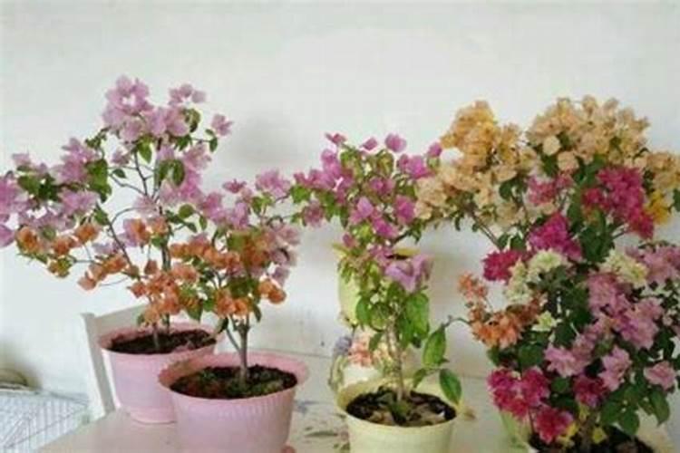 三角梅夏天怎样修剪和施肥
