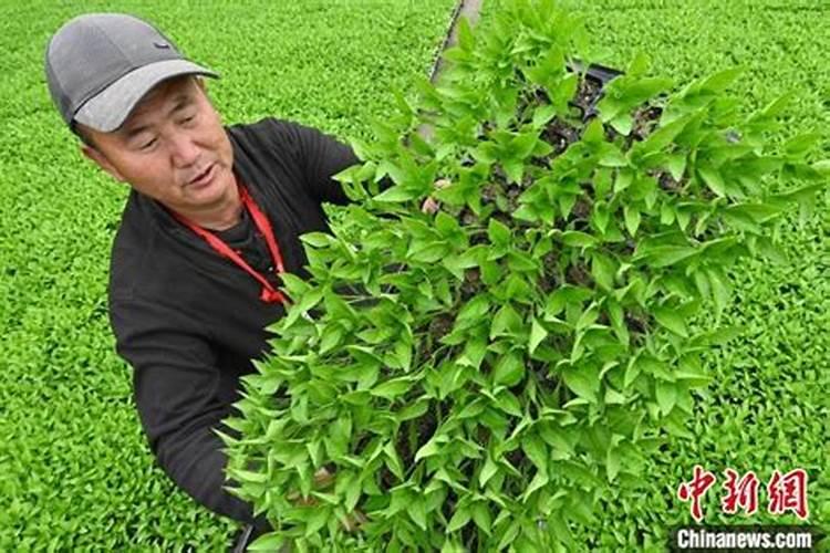 育辣椒苗前期怎样配制水溶性肥料？