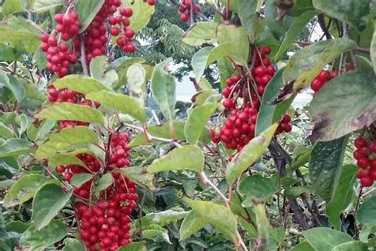 重庆地区适合种植什么？
