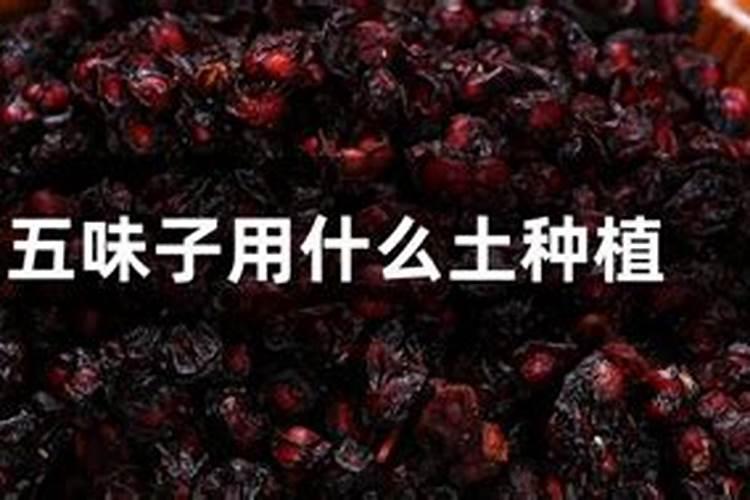 五味子种植技术与栽培管理现在告诉你们