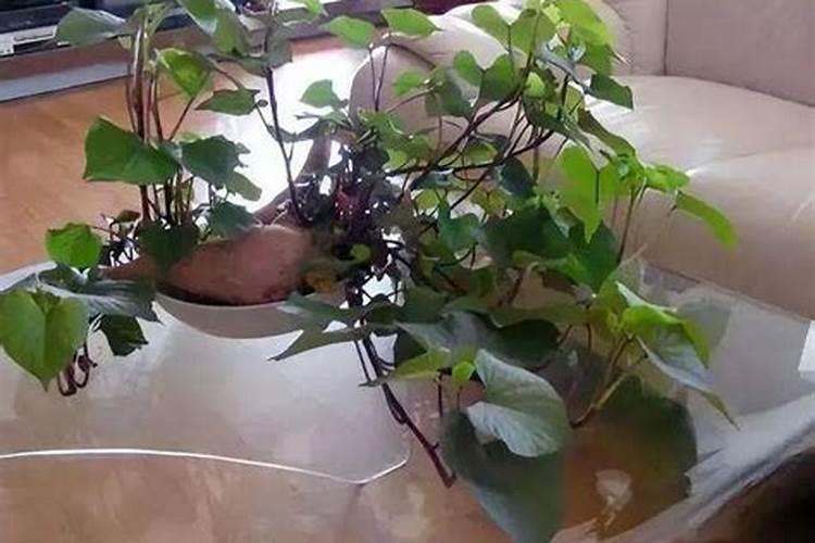 现代化粪池的水是好肥水吗为什么