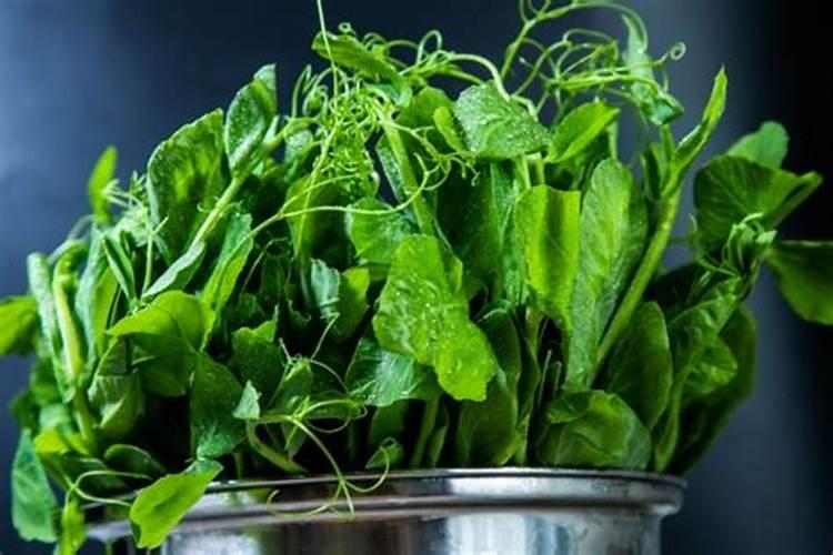 豌豆尖可以一年四季种植么