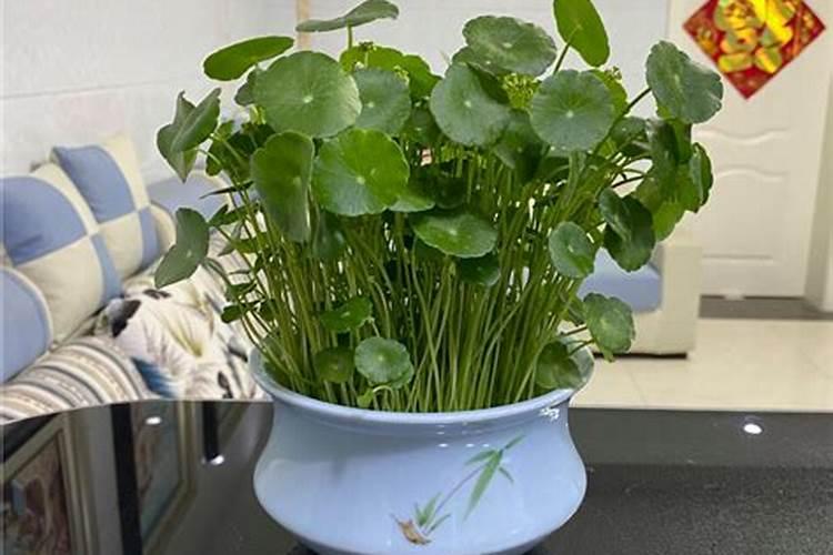 铜钱草老是开花怎么办？