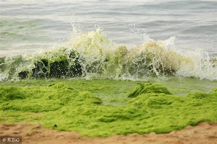 海藻素和海藻酸的区别