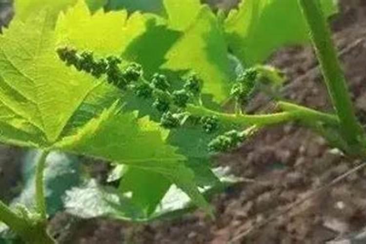 番茄多久浇一次水