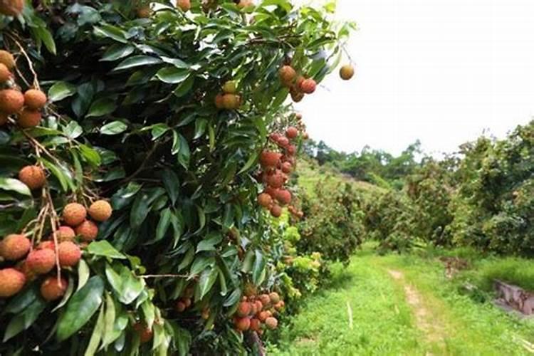 油枯怎么做肥料