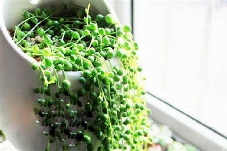 绣球花变色用什么肥料