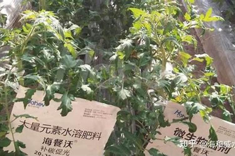 滕州马铃薯的种植技术