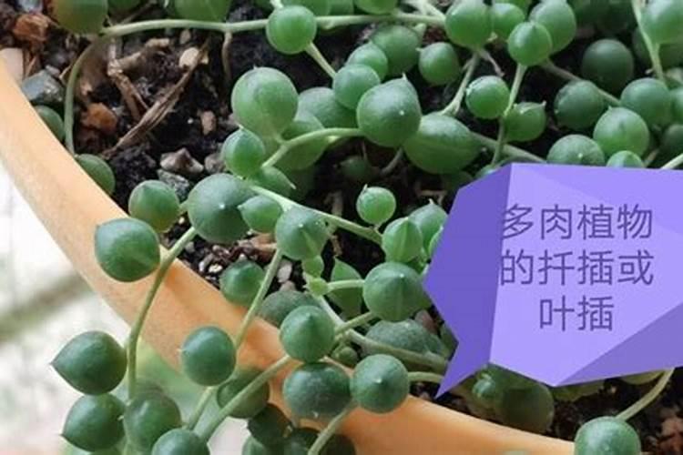 适合冬季养的盆栽植物
