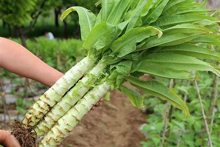大棚种植莴笋一亩要多少穴？