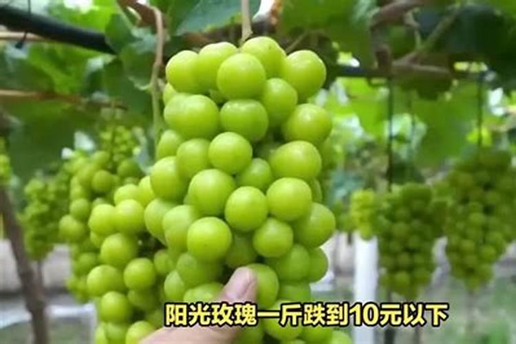 茄子青枯病的防治方法有哪些