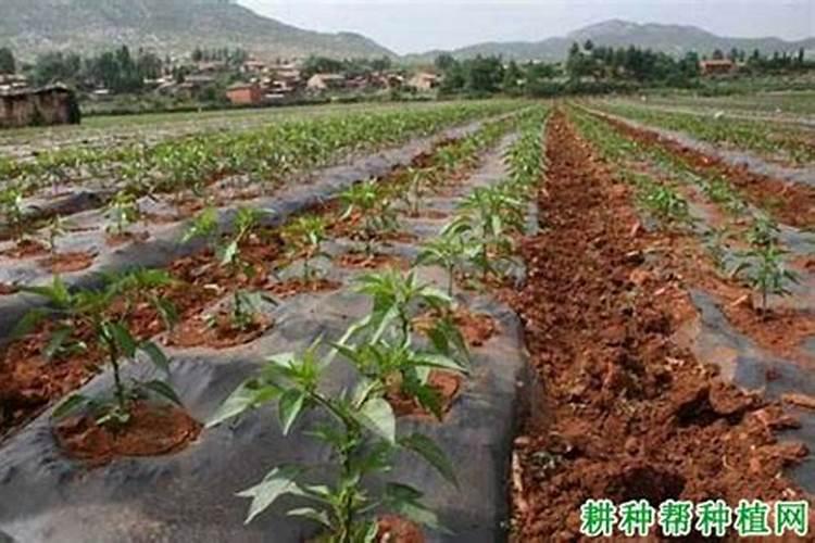 柿子树什么时候移栽最好？