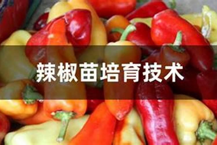 尖椒施肥用什么肥料