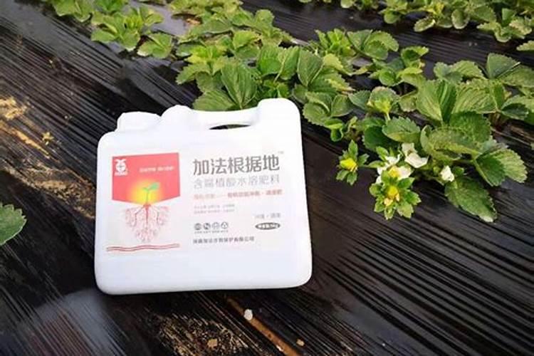 草莓花期生根施肥方法