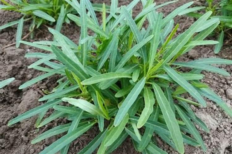 秋季可以种植什么蔬菜