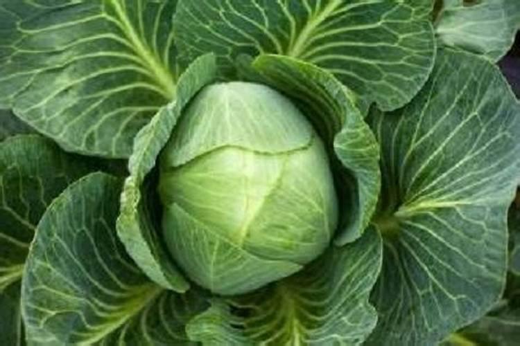 大头菜要怎么种植 大头菜养护注意事项总结