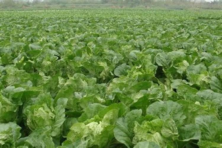 大头菜长白毛是什么病害