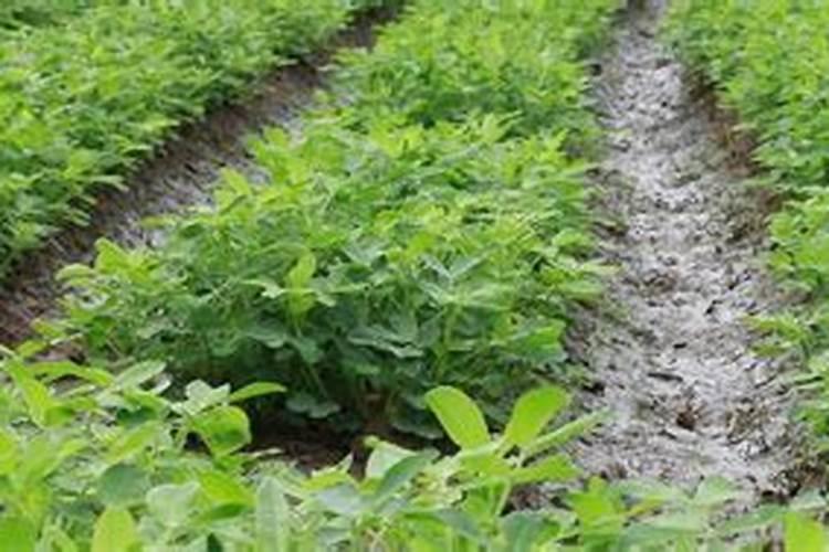 兰花有花蕾可以施肥吗,兰花施肥的六大注意事项