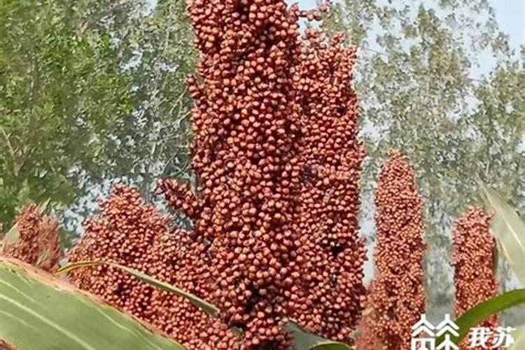 桃子什么时候上膨大肥最好？