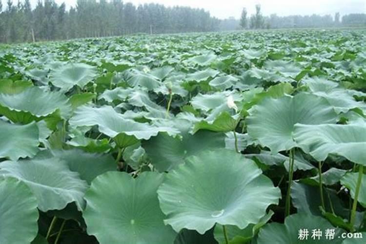 硼肥在什么时候喷施好