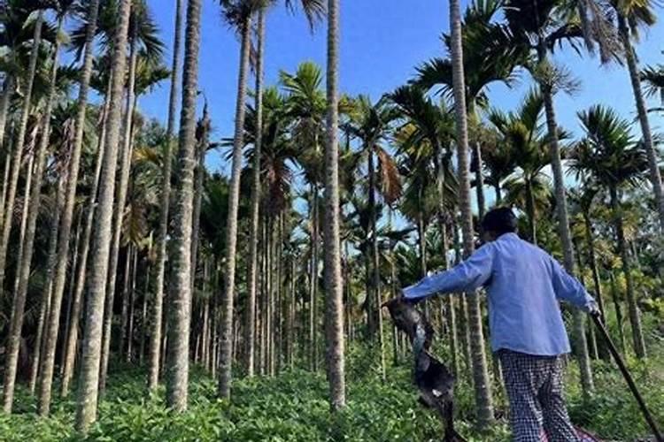 种油菜籽用什么肥料最好 栽油菜施什么肥产量高