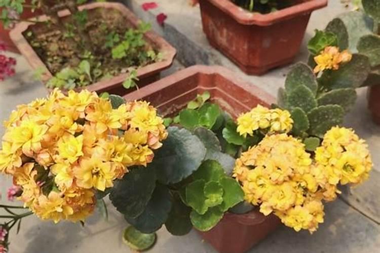 长寿花施肥方法,施肥过多的症状