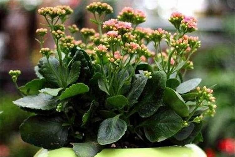 长寿花花期施什么肥