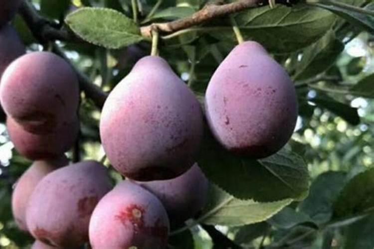 果树专用肥有哪几种,肥料烧根的补救办法